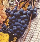 Grapes from McFarland Farms - Hartford Michigan